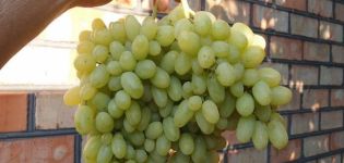 Heliodor vīnogu apraksts, stādīšanas un kopšanas noteikumi