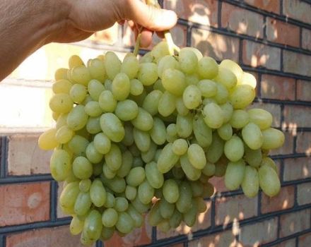 „Heliodor“ vynuogių aprašymas, sodinimo ir priežiūros taisyklės