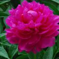 The best varieties of herbaceous peonies, planting and care in the open field