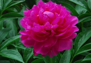 The best varieties of herbaceous peonies, planting and care in the open field