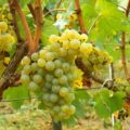 Description des raisins de fruits Solaris et ses caractéristiques, avantages et inconvénients
