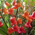 Charakteristika a opis papriky, ako ju pestovať