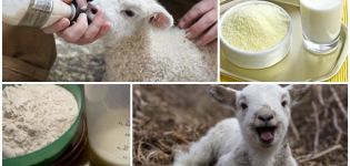 Hur man avlar lamm mjölkpulver på rätt sätt, proportioner och producenter