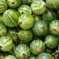 The benefits and harms of gooseberries for human health, medicinal properties and vitamins