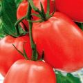 Penerangan mengenai Kadet pelbagai jenis tomato, ciri dan cadangannya untuk menanam