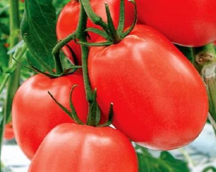 Beskrivning av tomatsorten Kadett, dess egenskaper och rekommendationer för odling