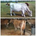 Prečo krava po oplodnení skryla možné nebezpečenstvo, čo robiť