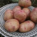 Descrizione della varietà di patate Ciuffolotto, caratteristiche di coltivazione e cura