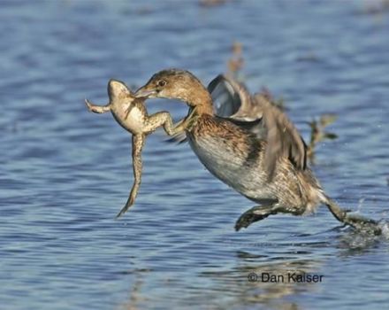 Дивите патици ядат жаби и могат ли да се дават на домашни птици, плюсовете и минусите