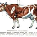 Anatomy of the structure of the skeleton of a cow, names of bones and internal organs