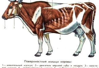 Anatomie struktury kostry krávy, jména kostí a vnitřních orgánů
