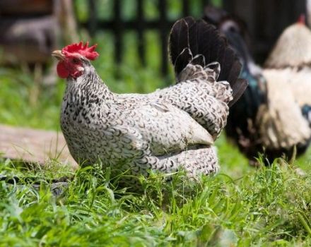 Description et entretien des poules de la race Borkovskaya barvy, soins et élevage