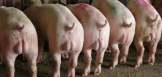 Miksi tarvitset ja milloin tehdä sikojen kastraatio, tee se itse tekniikka