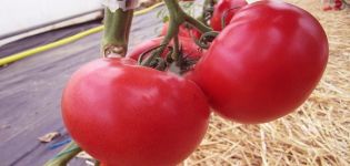 Popis odrůdy rajčat Afen, její pěstování a péče