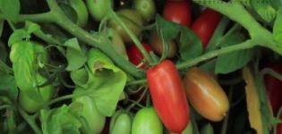 Karakteristika for Briskolino-tomatsorten, især dyrkning og pleje af afgrøden