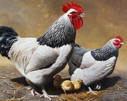 Sasekso viščiukų aprašymas, laikymo ir šėrimo taisyklės