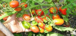 Pomidorų veislės aprašymas Aviečių cukrinės slyvos, jų priežiūra