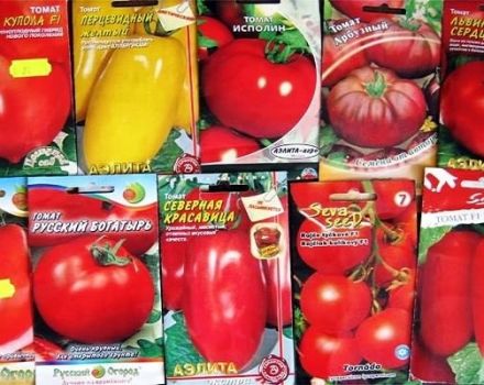 Najlepšie odrody holandských semien paradajok pre skleníky a otvorené polia
