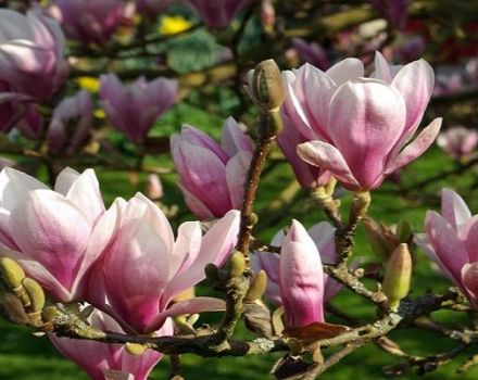 Beskrivning av magnoliasorter Sulange, metoder för plantering och skötsel, beskärning och förberedelse för vintern