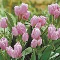 Výsadba a starostlivosť o tulipány kríkov, vlastnosti poľnohospodárskej technológie pre rôzne odrody