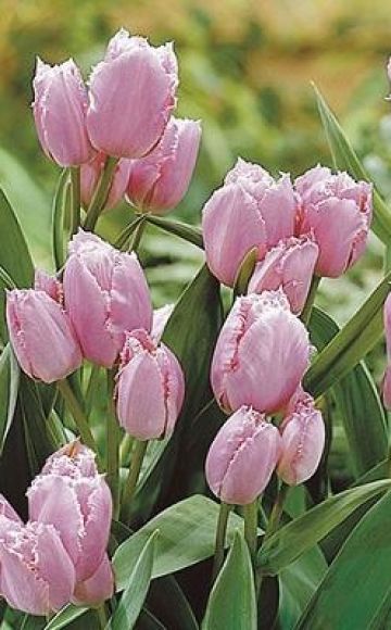 Výsadba a starostlivosť o tulipány kríkov, vlastnosti poľnohospodárskej technológie pre rôzne odrody
