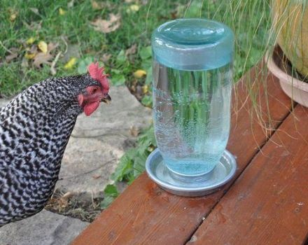 Tipos e instalación de bebederos para pollos, cómo hacerlo usted mismo.