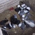 Technologie voor het thuis fokken en grootbrengen van konijnen in een hol