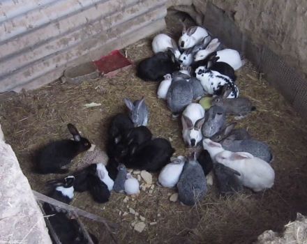 Technology for breeding and raising rabbits in a pit at home