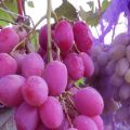 Beskrivning och egenskaper hos druvsorten Anyuta, plantering och skötsel