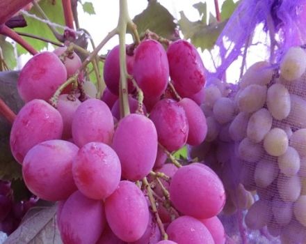 Vynuogių veislės „Anyuta“ aprašymas ir savybės, sodinimas ir priežiūra