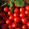 Pomidorų veislės Primadonna charakteristikos ir aprašymas, derlius
