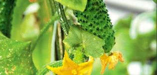 Beskrivning av gurksorten Miracle crunch, funktioner för odling och vård