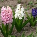 Hoe hyacintenbollen thuis te bewaren, wanneer ze moeten opgraven en of het nodig is