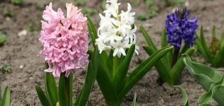 How to store hyacinth bulbs at home, when to dig it up and whether it is necessary