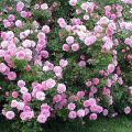 Funkcie výsadby trvalých kvetov kríkov v záhrade, opis najlepších druhov