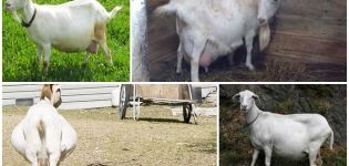 Колико мјесеци хода трудна коза, календар и табела плодности