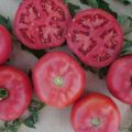 Kenmerken en beschrijving van de tomatenvariëteit Pink Bush F1, de opbrengst
