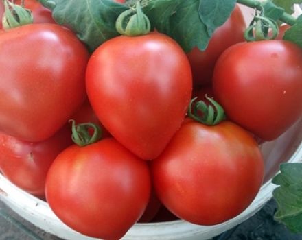 Egenskaper och beskrivning av tomatsorten i jordbruksföretaget Siberian Garden Strawberry Tree