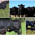 Beschrijving en kenmerken van Aberdeen Angus vee, fokkerij en verzorging