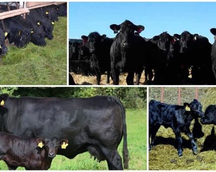 Περιγραφή και χαρακτηριστικά των βοοειδών, αναπαραγωγής και φροντίδας του Aberdeen Angus