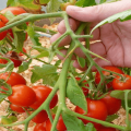 Ļeņingradskas tomātu agrīnās nogatavināšanas šķirnes apraksts, tās īpašības un raža