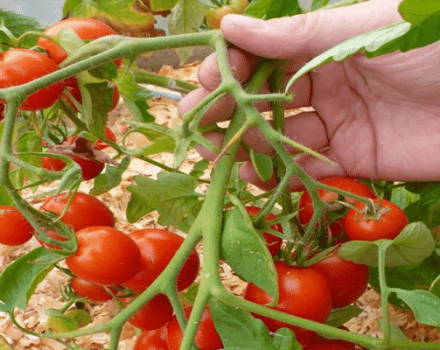 Ankstyvojo nokinimo pomidorų veislės „Leningradsky“ aprašymas, jo savybės ir derlius