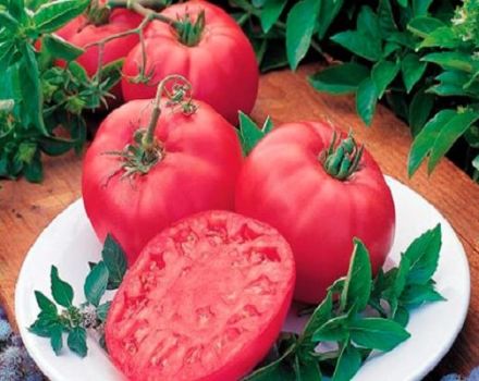 Beskrivning av tomatsorten Pink Dream och dess egenskaper