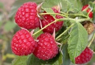 Beskrivelse og karakteristika for Solnyshko hindbærsorten, plantning, vækst og pleje