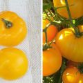 Beschreibung der Tomatensorte Bernsteinhonig und ihrer Eigenschaften