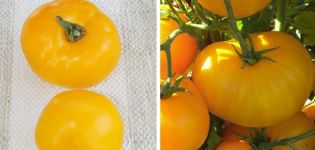 Beschrijving van de tomatenvariëteit Amberhoning en zijn kenmerken