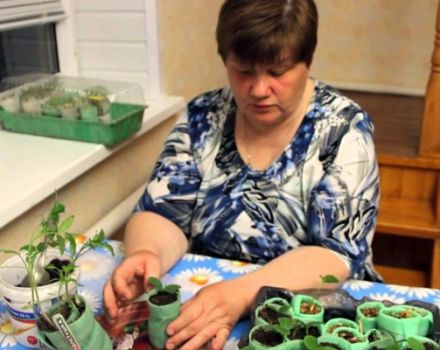 Plantamos tomates en un caracol según el método de Julia Minyaeva.