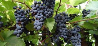 Beschrijving en kenmerken van de Marquette-druivensoort, geschiedenis en kenmerken van de teelt