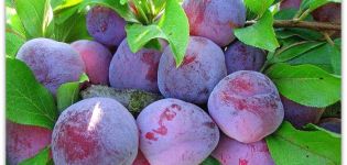 Description of the Eurasia plum variety, cultivation and care, pollinators
