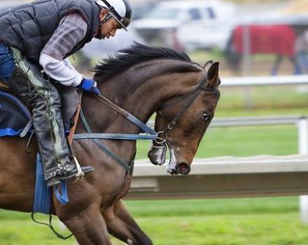 De beste rassen van sportpaarden voor spring- en onderhoudskenmerken